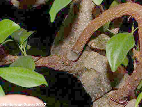 branch